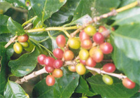 Clusters of ripe red coffee cherries on the branch